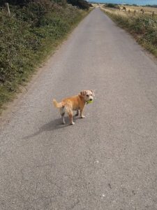 Percy and the ball