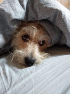 Percy-under-blanket